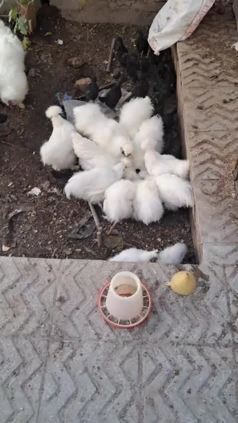 تخم جوجه بلدرچین مینیاتوری ایام سمانی اصل ابریشمی|حیوانات مزرعه|یزد, |دیوار