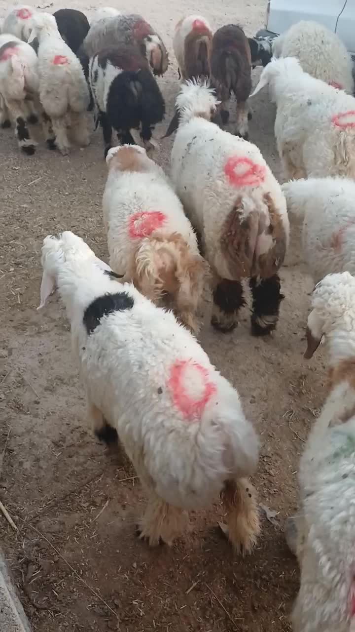 کشتار بره کهره چاق|حیوانات مزرعه|رامهرمز, |دیوار