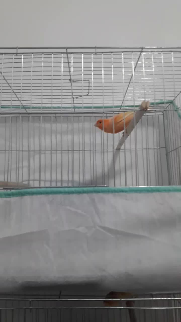 بزرگترین مجموعه قناریهای لوکس|پرنده|بهبهان, |دیوار