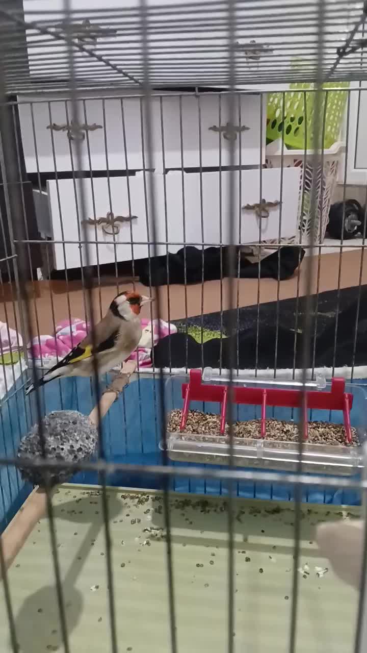 سهره|پرنده|ابهر, |دیوار