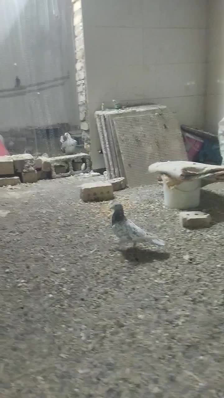 کفتر گراف سرور|پرنده|تربت جام, میان جام|دیوار