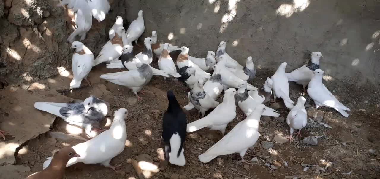 طوقی هفت رنگ|پرنده|هلالی, |دیوار