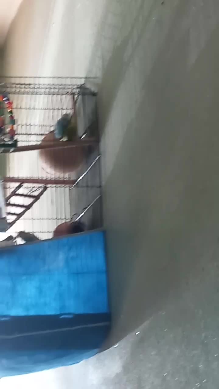 یک جفت مرغ عشق ۴۵۰ بدون قفس باقفس و لونه ۷۵۰|پرنده|کهریزک, |دیوار