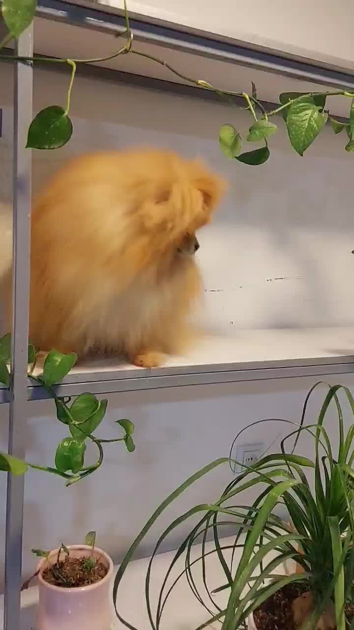 سگ پامر کیفیت بالا|سگ|شیراز, دکتر حسابی|دیوار