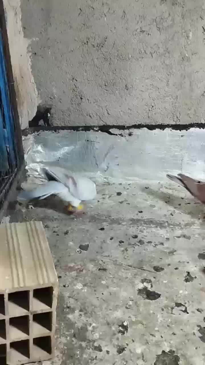 کبوتر|پرنده|تاکستان, |دیوار