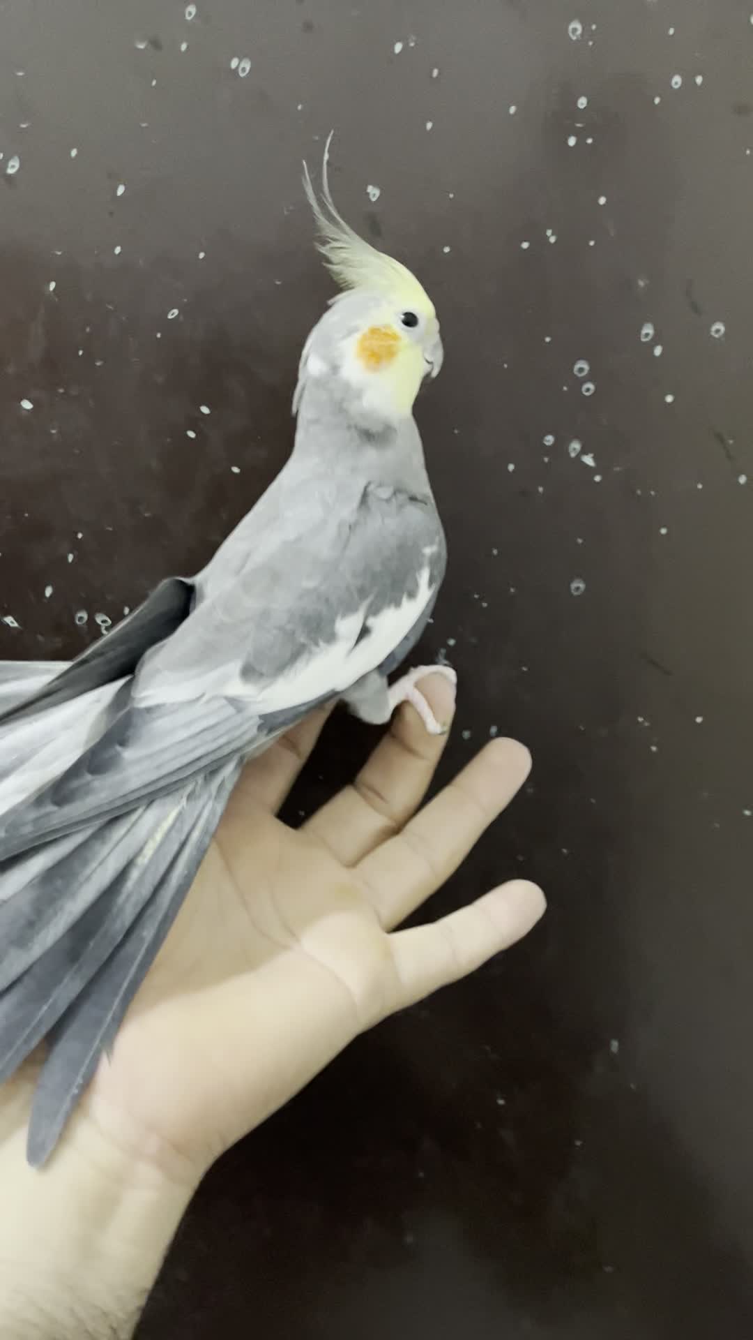 عروس هلندی نر سینامون لوتینو آلبینو بالغ|پرنده|تهران, شکوفه (عبدل آباد)|دیوار