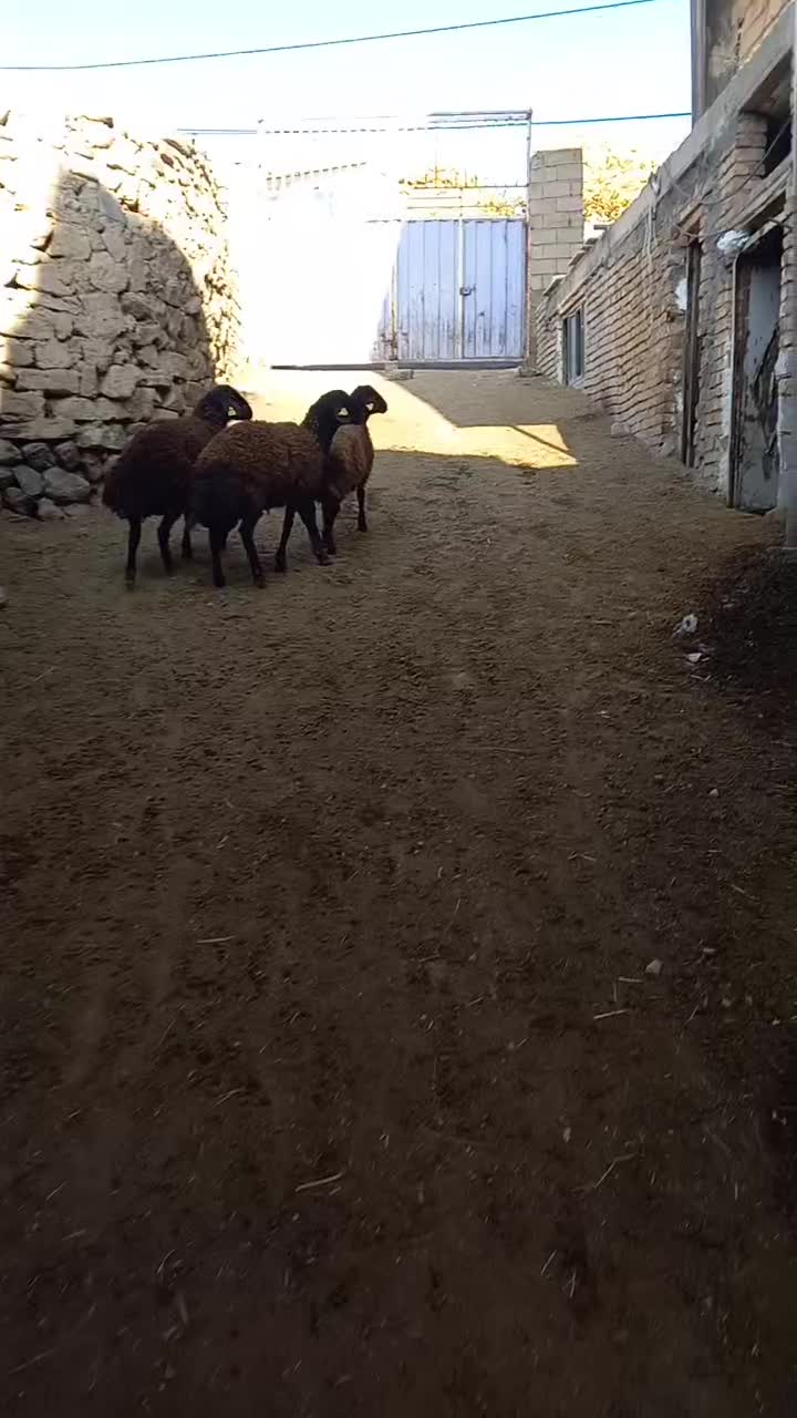 قوچ همو|حیوانات مزرعه|ماهنشان, |دیوار