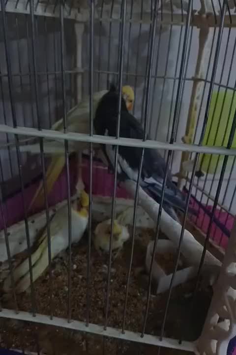 عروس جفت|پرنده|قم, ولیعصر|دیوار