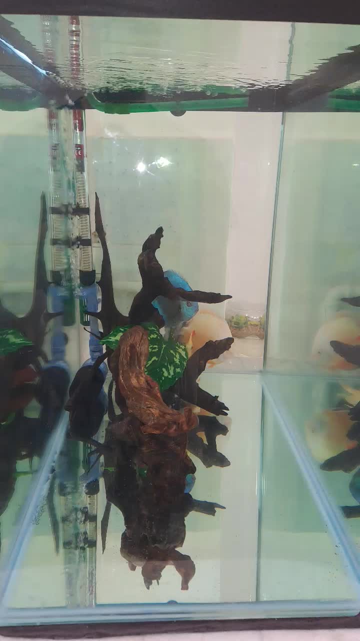 آکواریوم فیلتر سطلی ایهام ۲۲۱۵|ماهی|قروه, |دیوار