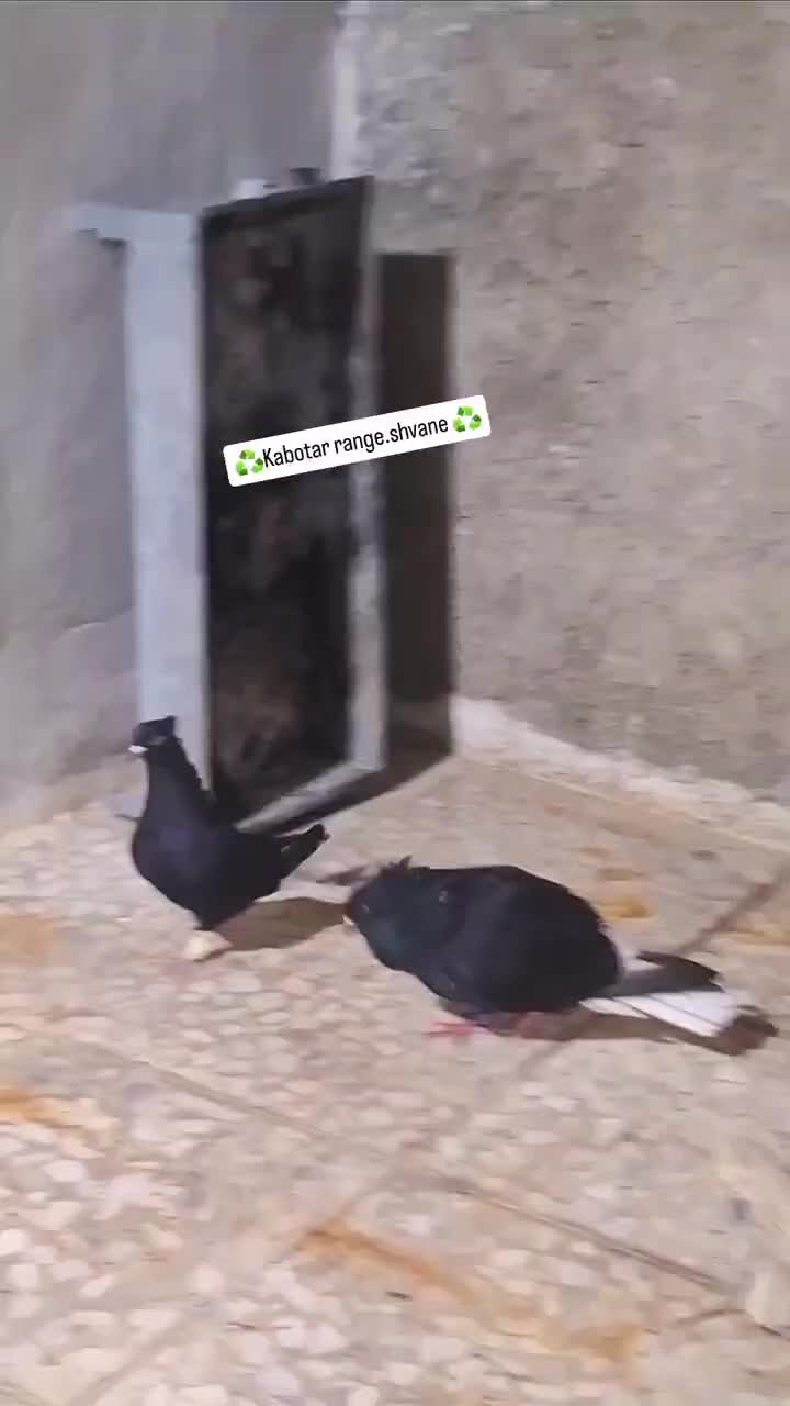 کبوتر سیاه دم سفید|پرنده|دوگنبدان, |دیوار