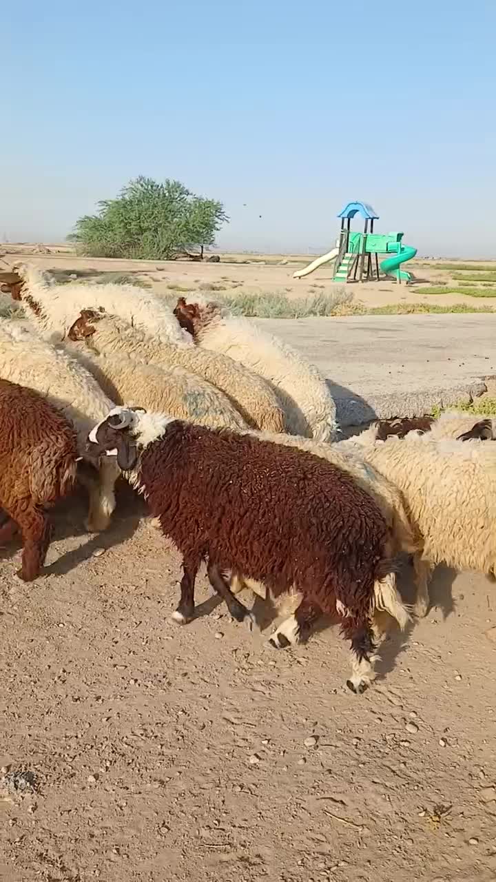 بره|حیوانات مزرعه|باوی, |دیوار