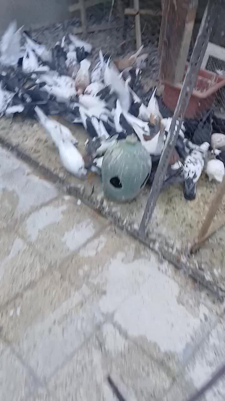 کفتر و جفت دونی|پرنده|تهران, امیریه|دیوار