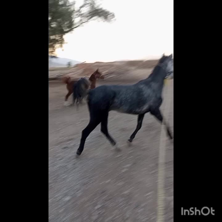 مادیون ترکی|اسب و تجهیزات اسب‌سواری|شیبکوه (فارس), |دیوار