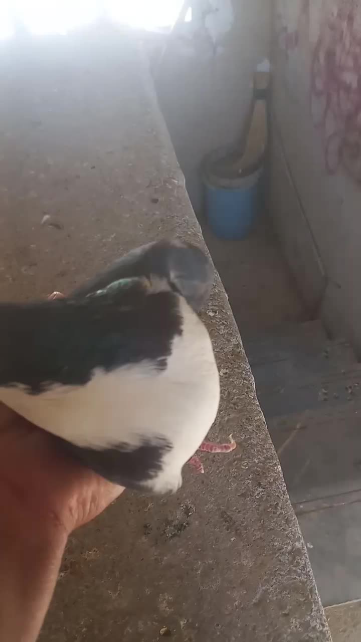 کبوتردمگیر|پرنده|داران, |دیوار