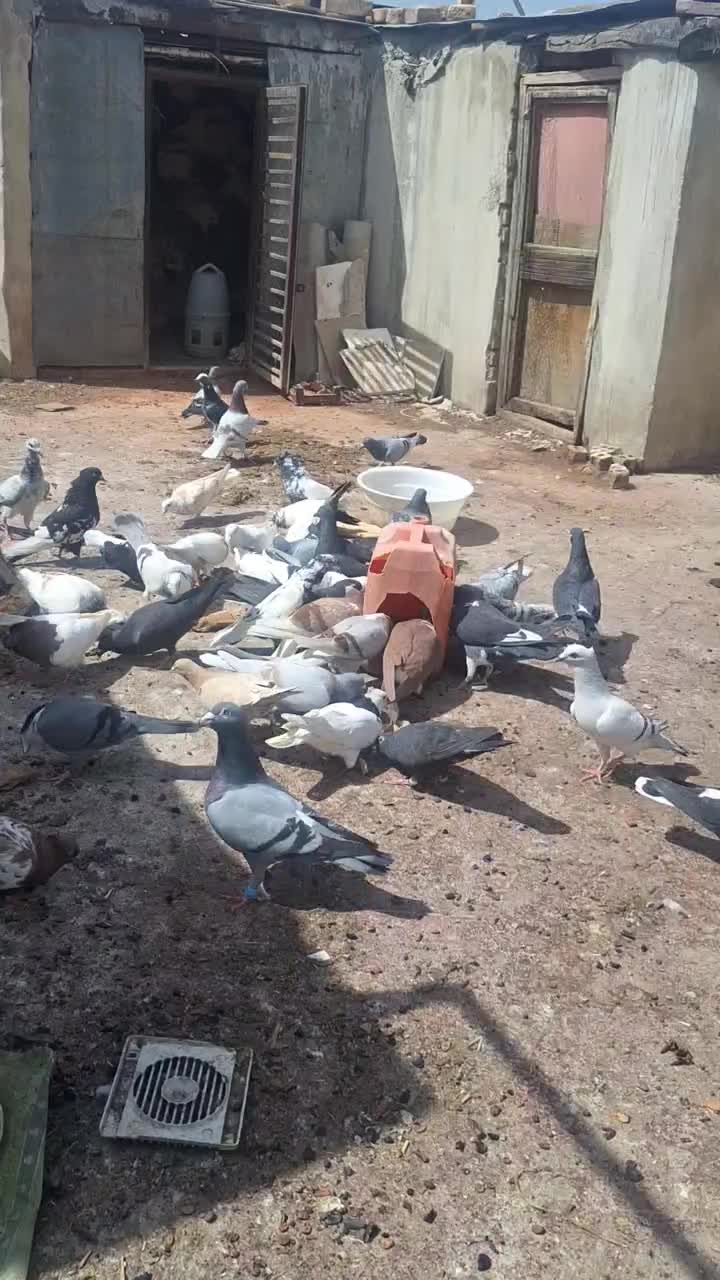 کبوتر|پرنده|مشهد, فدک|دیوار