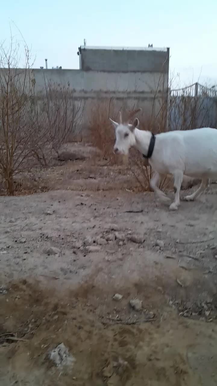 بزسانن اصل شکم دوم حامله سنگین سه قلوزا|حیوانات مزرعه|گلپایگان, |دیوار