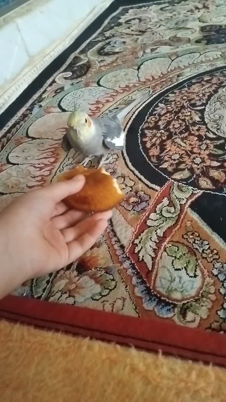 عروس هلندی گمشده|پرنده|دورود, |دیوار