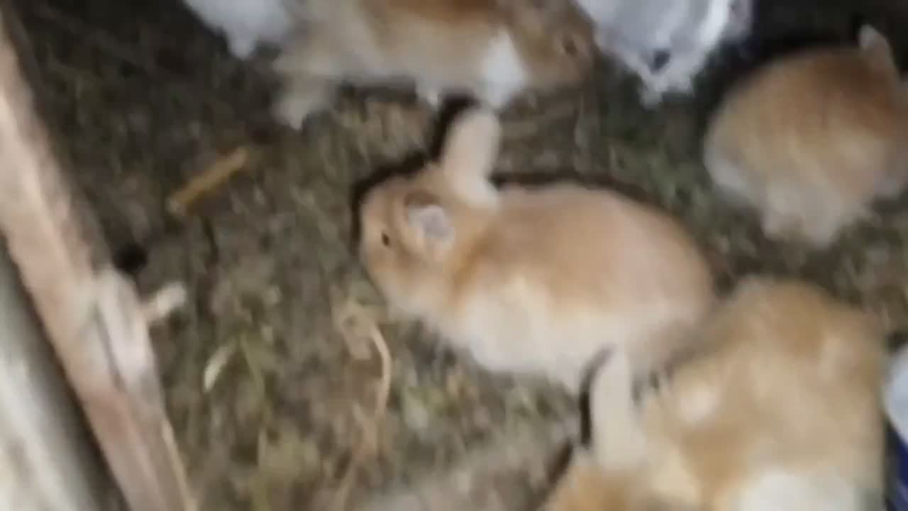 بچه خرگوش|موش و خرگوش|خواف, |دیوار