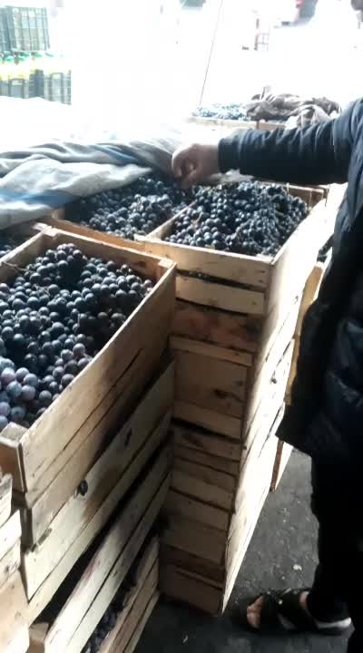 انگور شانی دیم شیراز کشمش افتابی میوه تالار انگور|خوردنی و آشامیدنی|تهران, شهرک شریعتی|دیوار