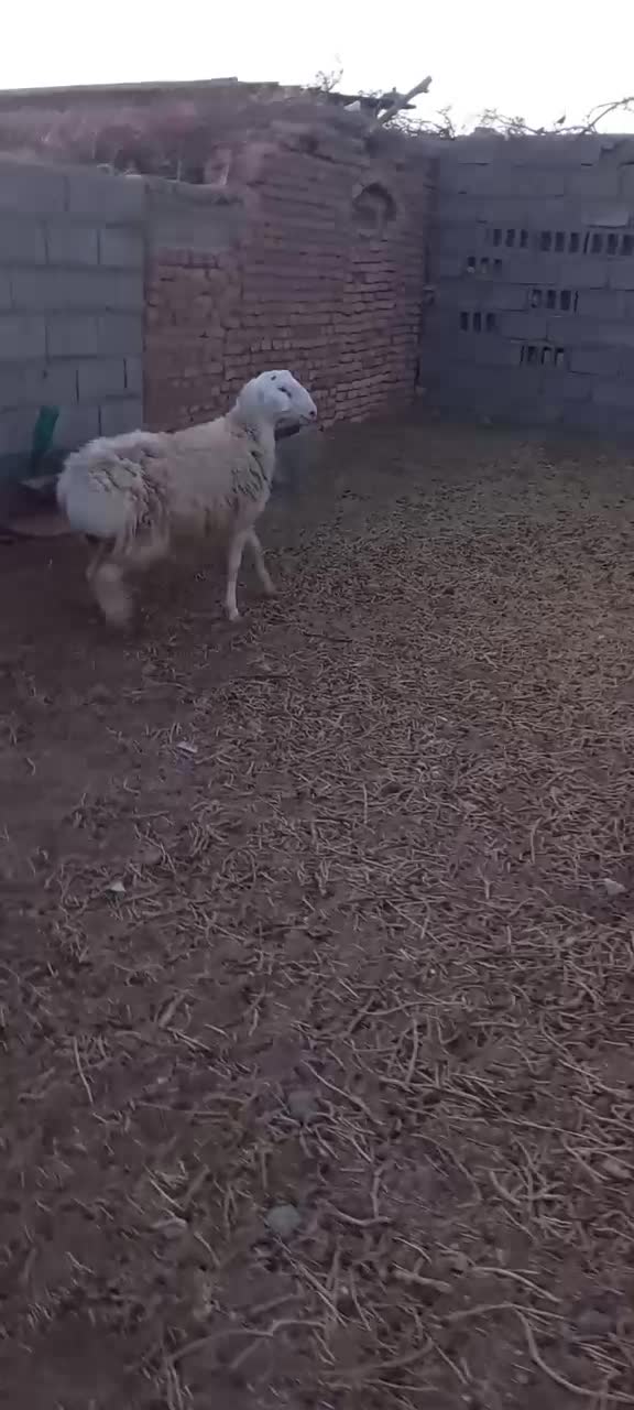 ۳۵،۰۰۰۰۰|حیوانات مزرعه|زهان, |دیوار