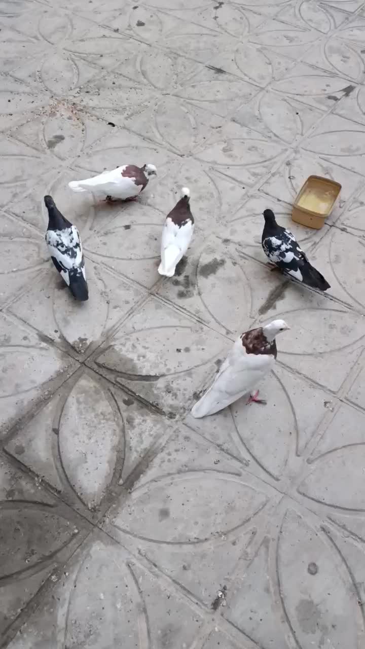 کبوتر|پرنده|شیراز, شهرک گلستان|دیوار