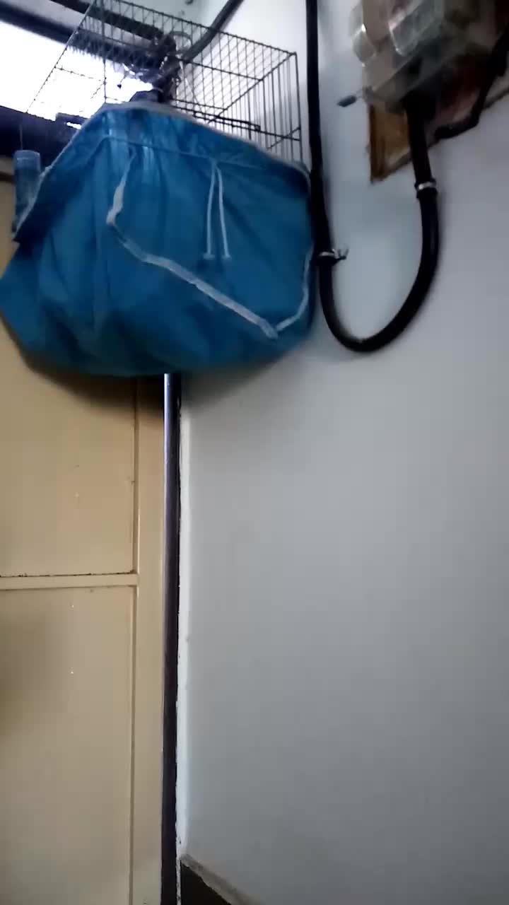 سهره قیره|پرنده|سنندج, |دیوار