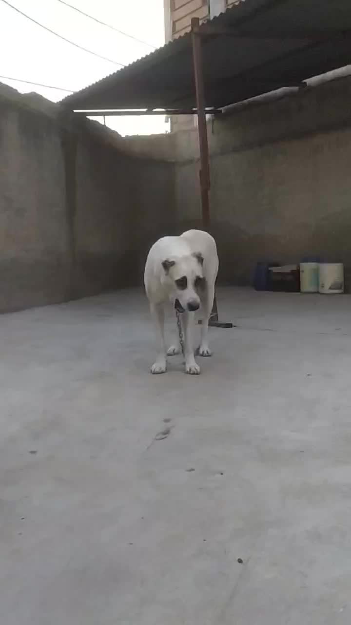 ماده آلابای روسی|سگ|سیمین شهر, |دیوار