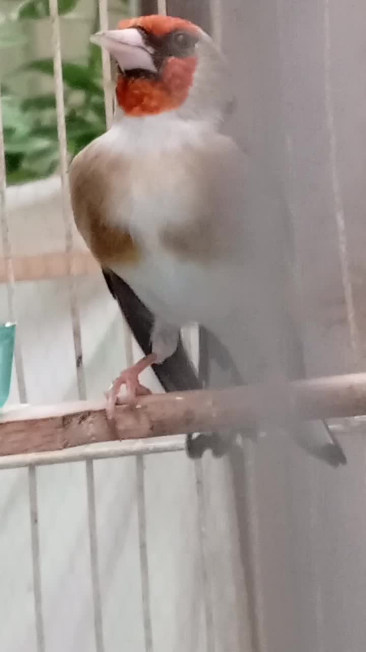 سهره|پرنده|اراک, |دیوار