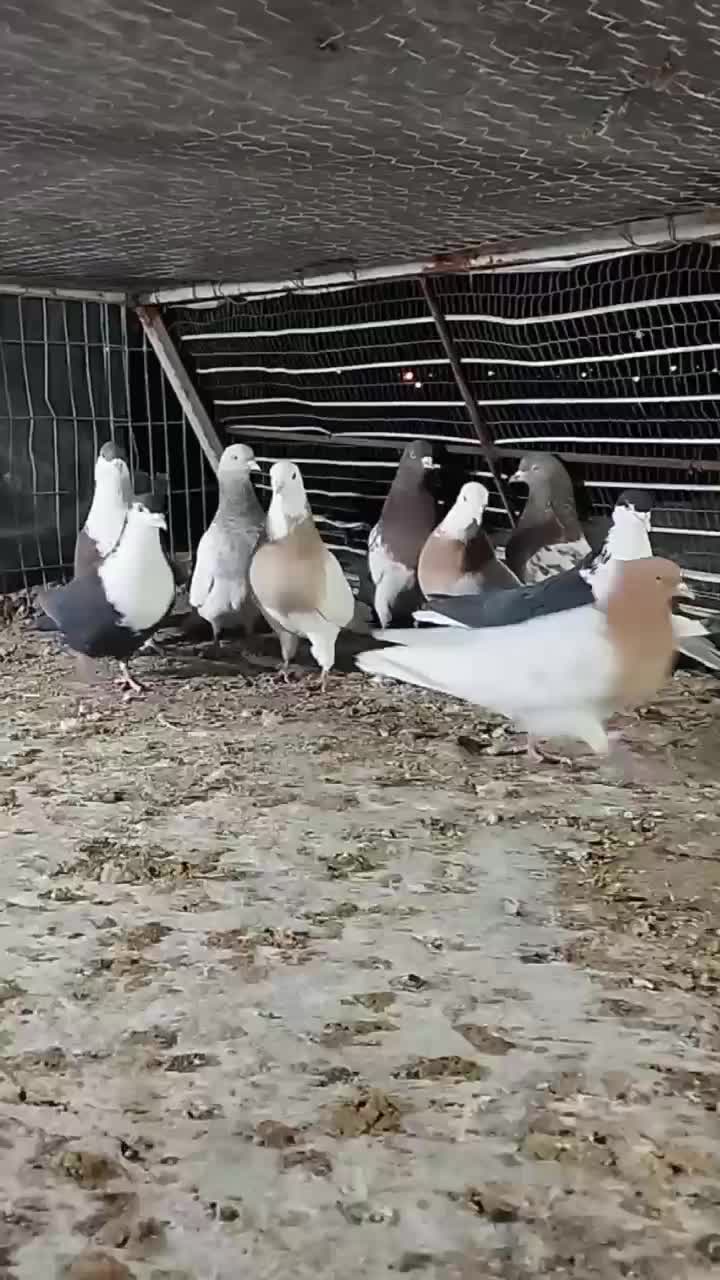 تیپ نقش|پرنده|خوسف, |دیوار