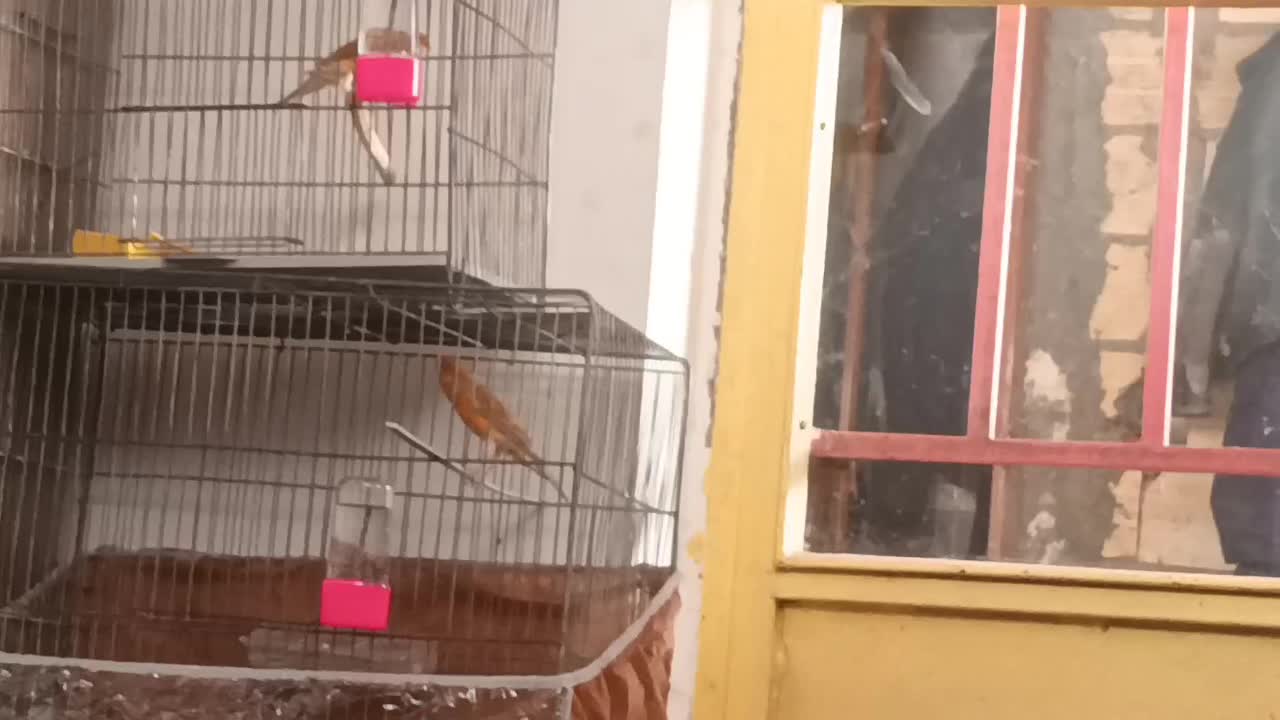 سه عددقناری نربخون|پرنده|گلزار, |دیوار