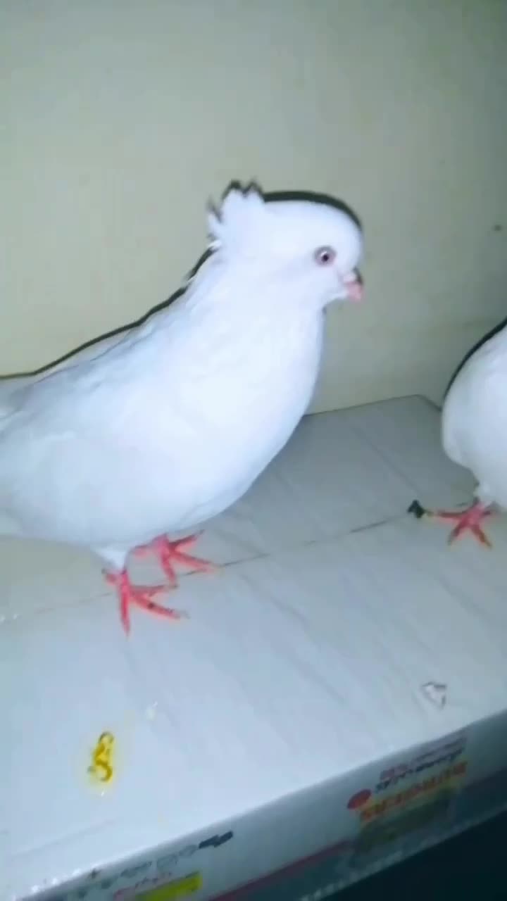 کبوتر سفید و سَبز کاکُلی (نوک کوتاه)|پرنده|تهران, بوستان سرخه حصار|دیوار