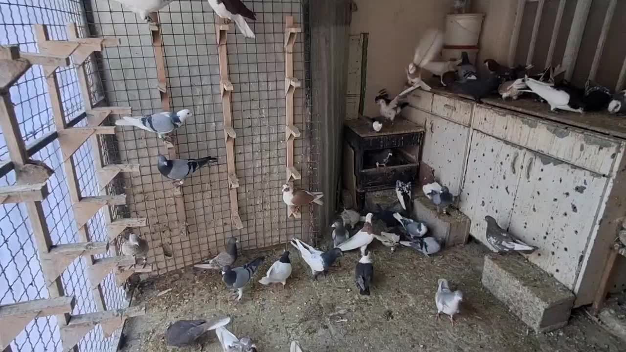 کفتر|پرنده|شیراز, شیشه‌گری|دیوار