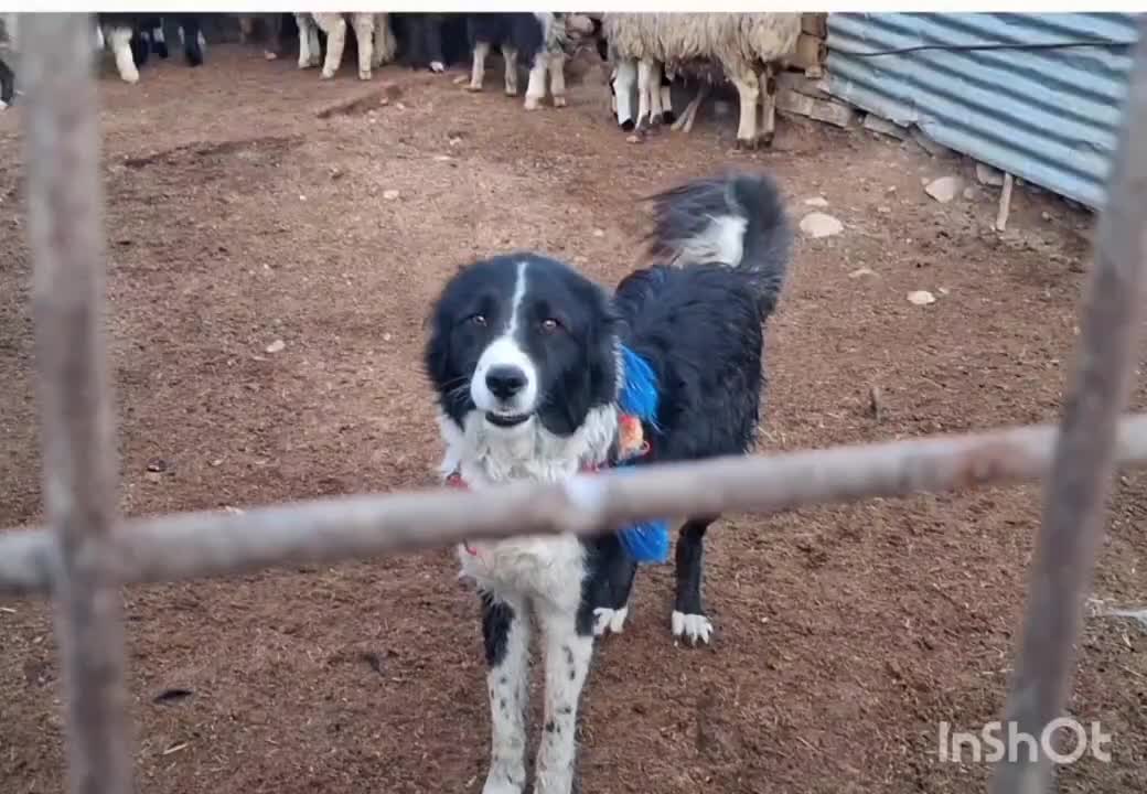 سگ گله ونگهبان|سگ|شیراز, رکنآباد|دیوار