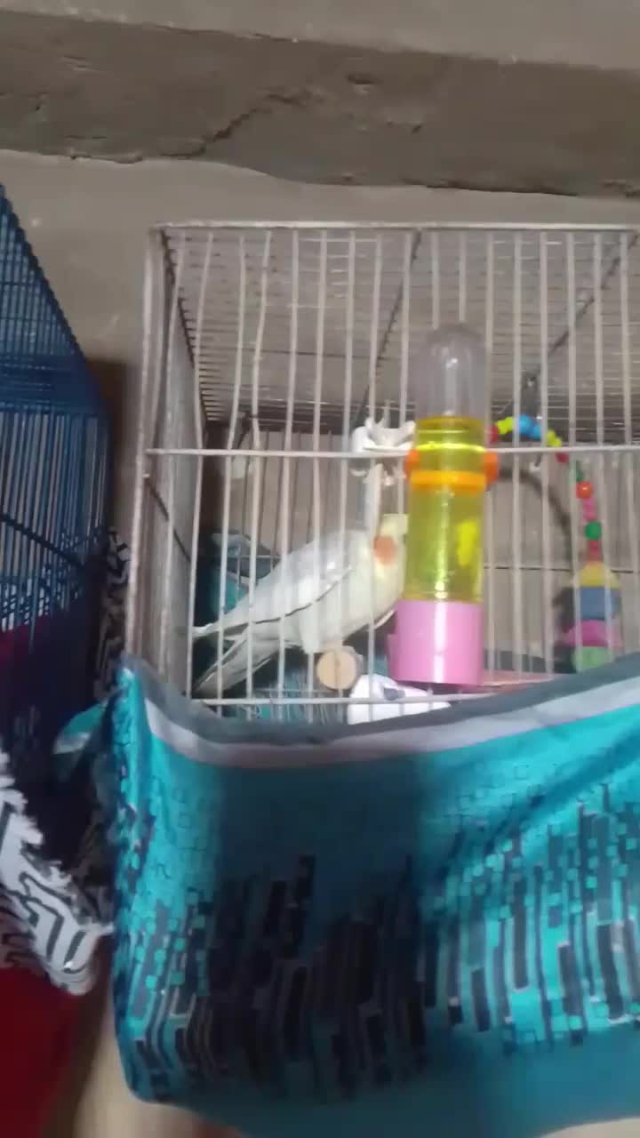 عروس هلندی|پرنده|قم, شهر قائم|دیوار