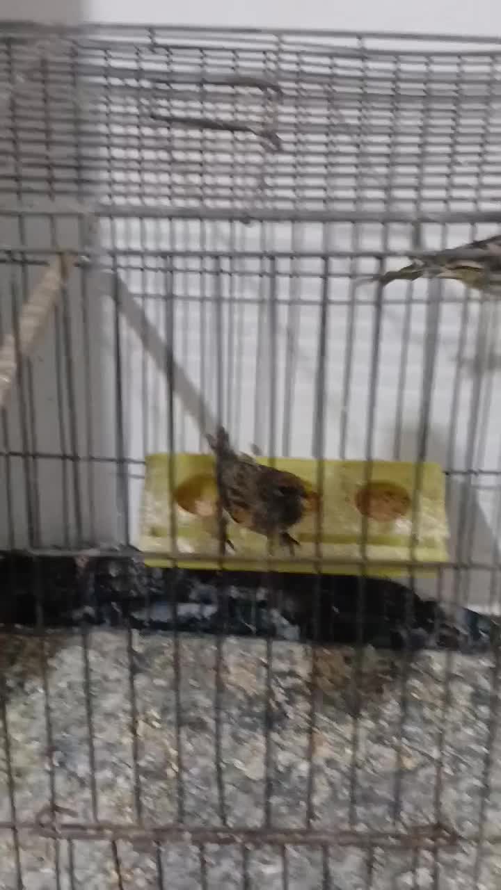 سهره گلبسر|پرنده|قزوین, |دیوار