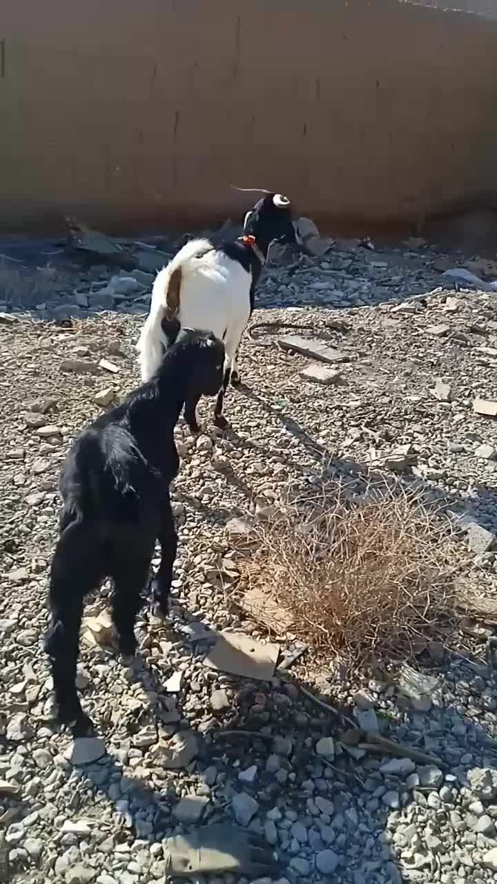 بز بزغاله|حیوانات مزرعه|نجفآباد, حومه نجف آباد|دیوار