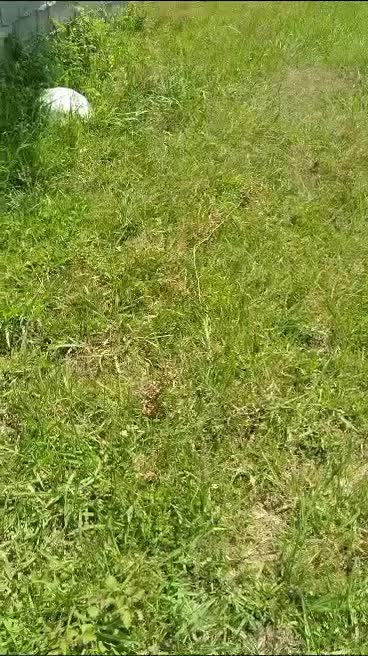 زمین مسکونی ( ویلایی )|فروش زمین و ملک کلنگی|چالوس, |دیوار