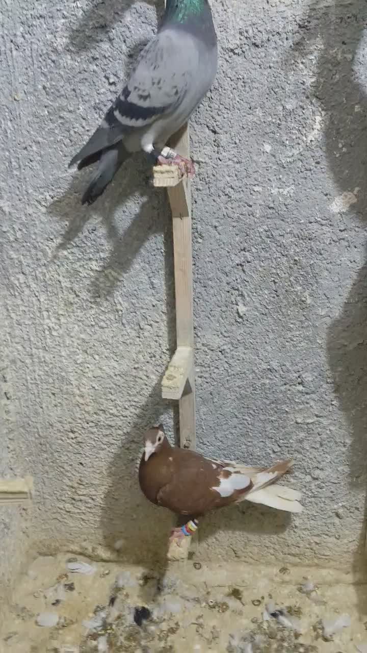 کفتر پرشی|پرنده|مشهد, کارمندان دوم|دیوار