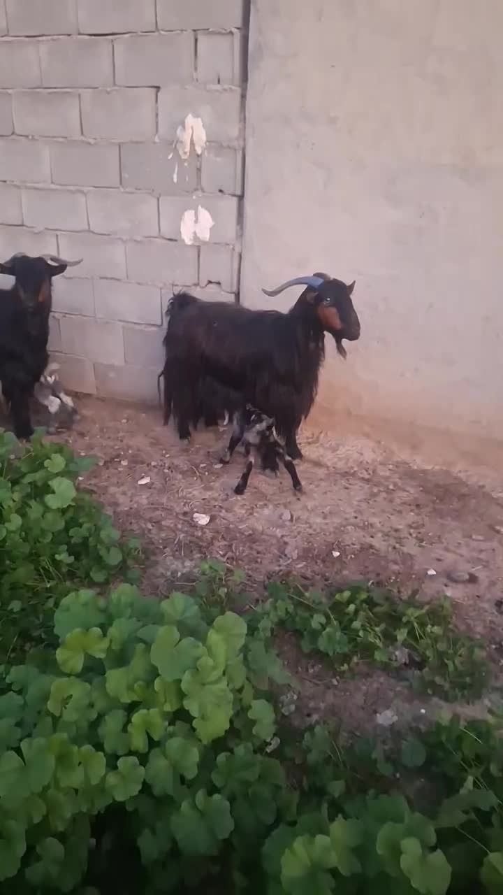 بزترکی|حیوانات مزرعه|گتوند, |دیوار