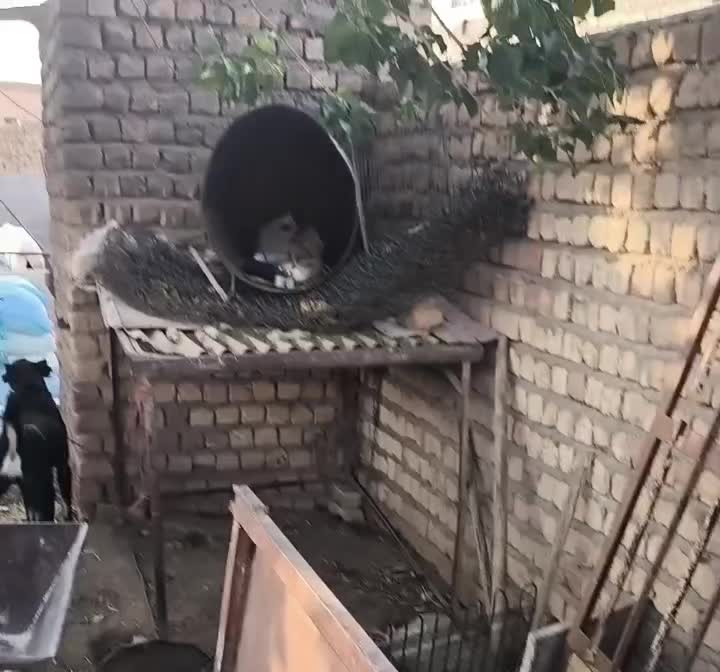 سگ ماچ|سگ|جعفرآباد, |دیوار