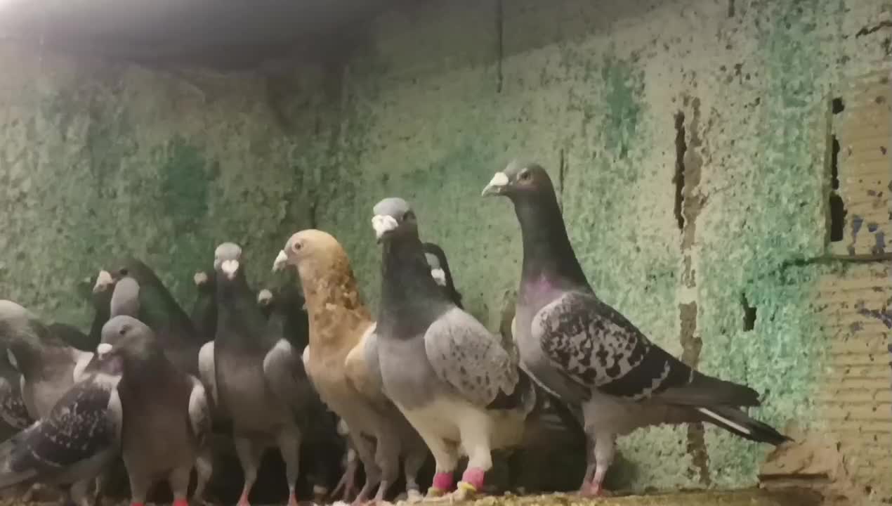 350،000|پرنده|بیرجند, |دیوار