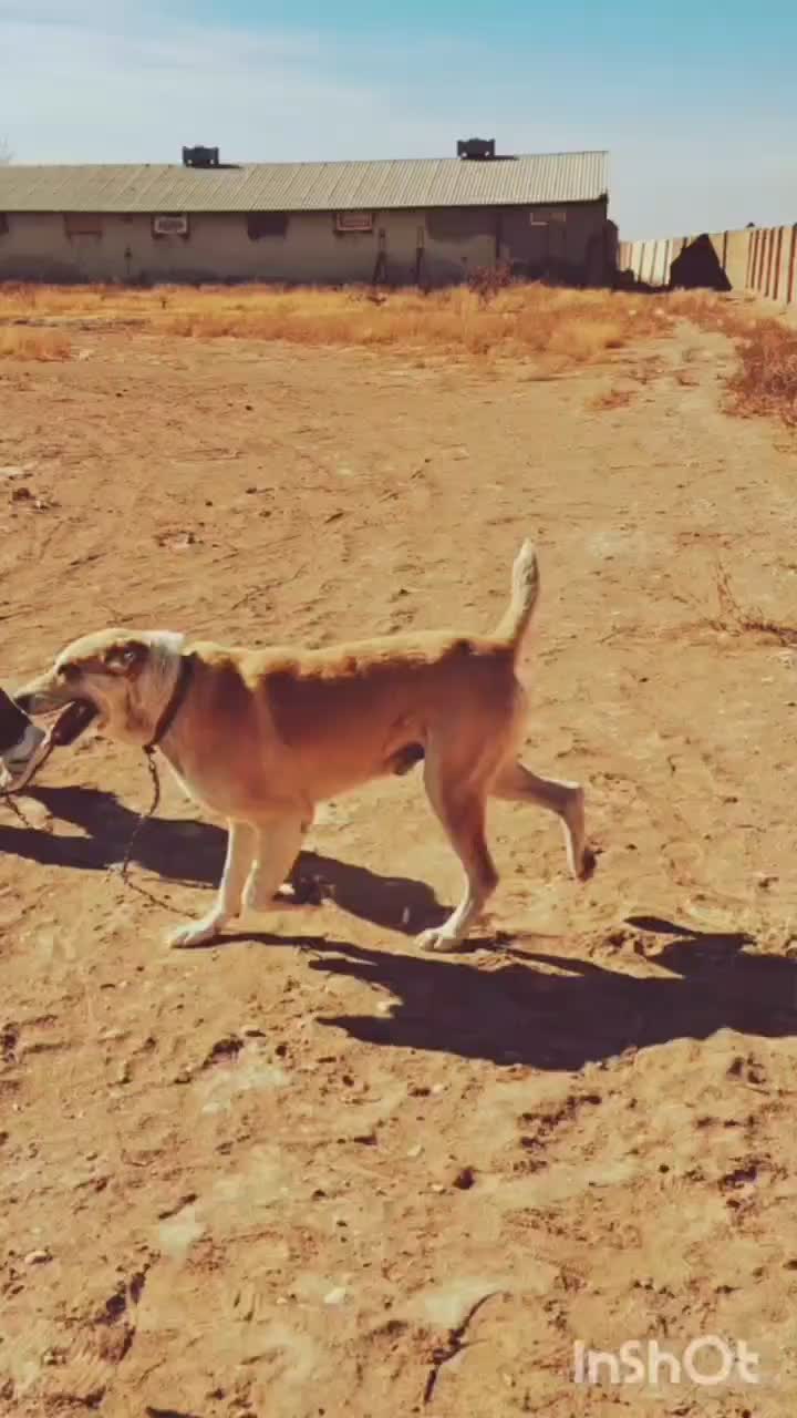 سگ گله|سگ|مشهد, چهاربرج|دیوار