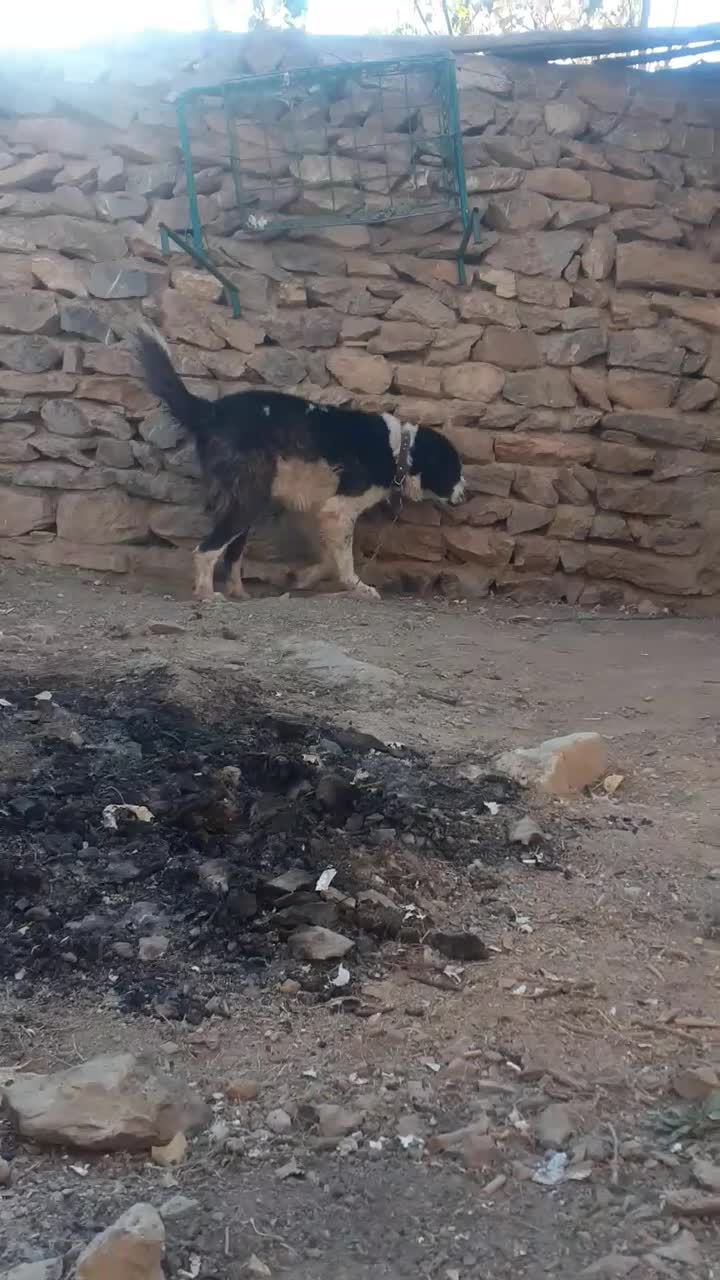 سگ قهدریجانی اصیل|سگ|فریدونشهر, |دیوار