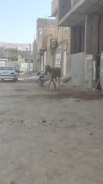 کره نریون سمند درهشور|اسب و تجهیزات اسب‌سواری|شیراز, کفترک|دیوار