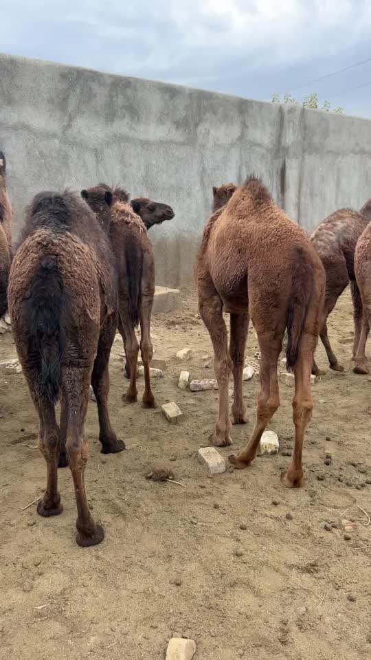 ۲تاشترماده ‌۶تا کره شترنر|حیوانات مزرعه|مشهد, شهرک مهر آباد|دیوار