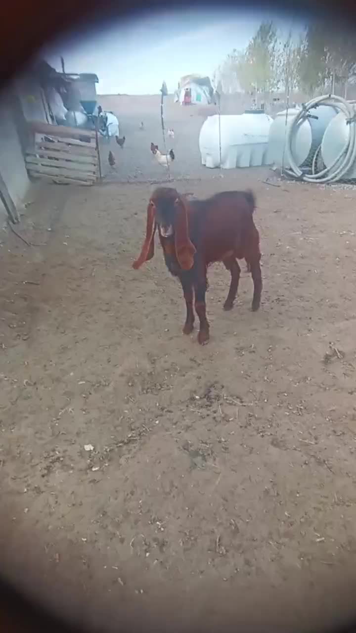 بز نر|حیوانات مزرعه|بران, |دیوار