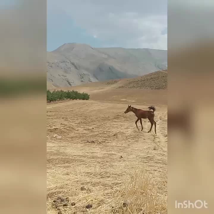 کره مادیان عرب خالص|اسب و تجهیزات اسبسواری|خرمآباد, |دیوار