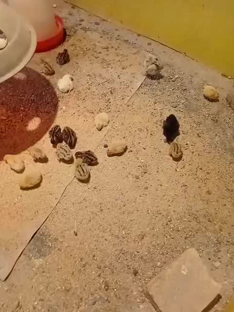 جوجه مرغ مینیاتوری|حیوانات مزرعه|پاکدشت, پاکدشت (مامازند)|دیوار