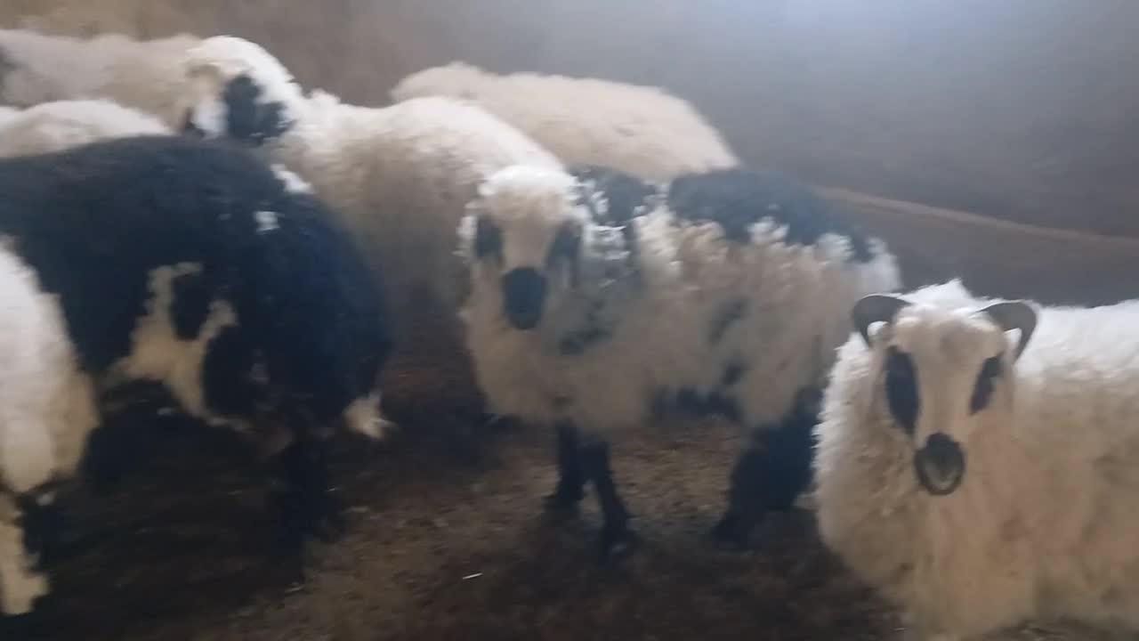 ۱۵ راس بره یکدست سبک وزن هنوز دارن شیر میخورند|حیوانات مزرعه|شهر بابک, |دیوار