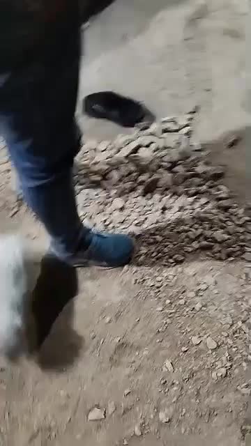 توله پاکوتاه اشپیتز|سگ|مرودشت, فیروزی|دیوار